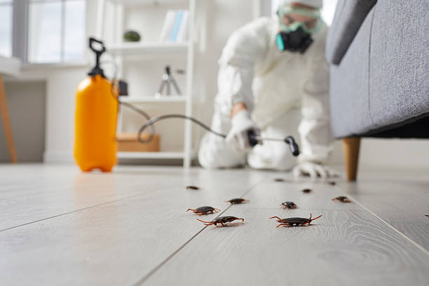 Post-Treatment Bed Bug Interceptor Monitoring in Springfield